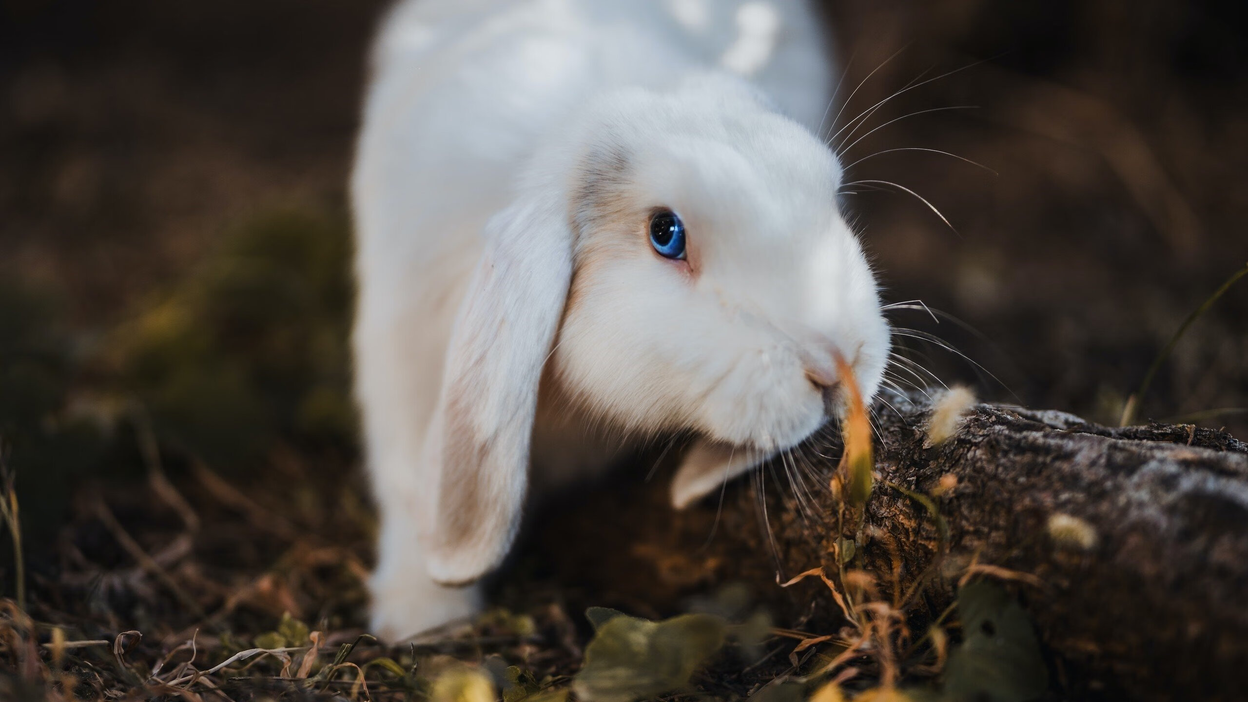 开云集团中国官网-亚冠联赛国家队出战 技术能力提升明显,亚冠各国联赛排名