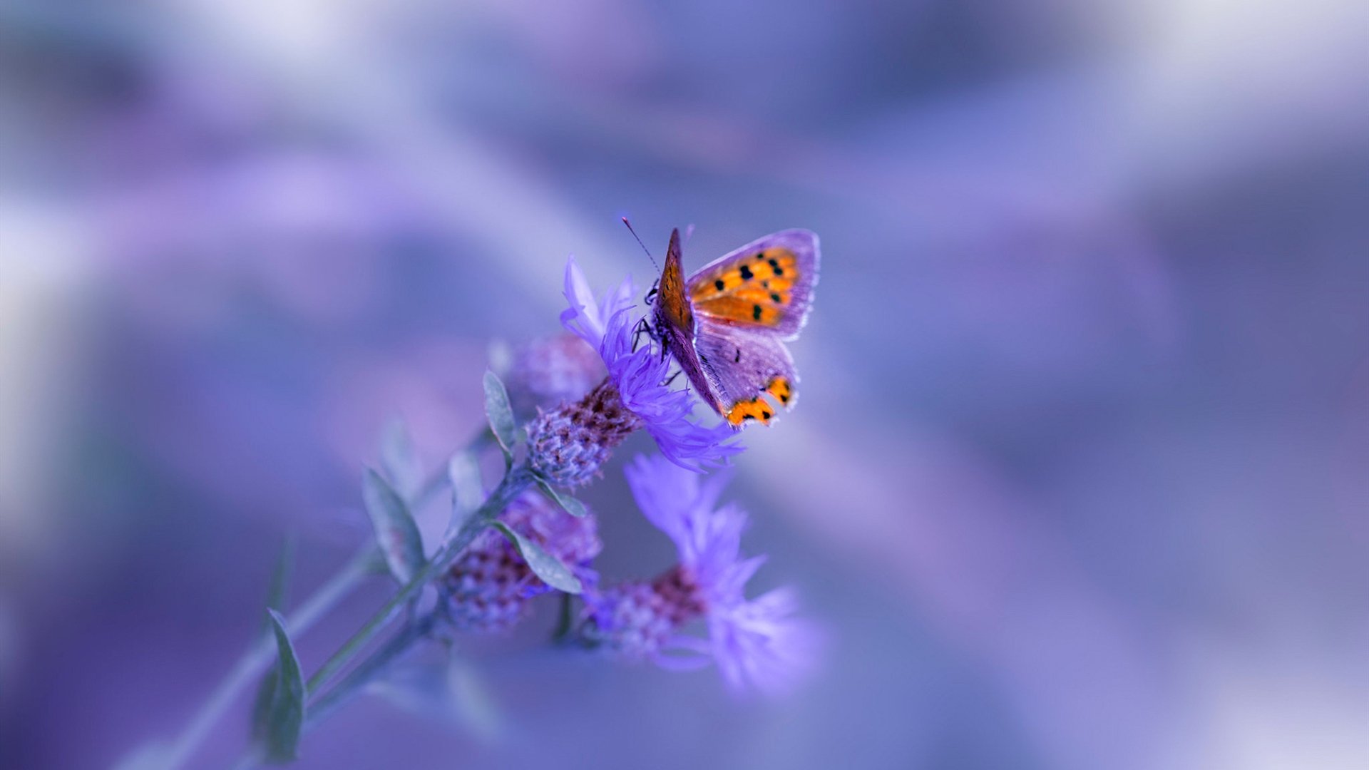 开云官网登录-多位球员进入联赛数据榜前列展现出持续进步与稳定输出，五大联赛赛季进球最多的球员